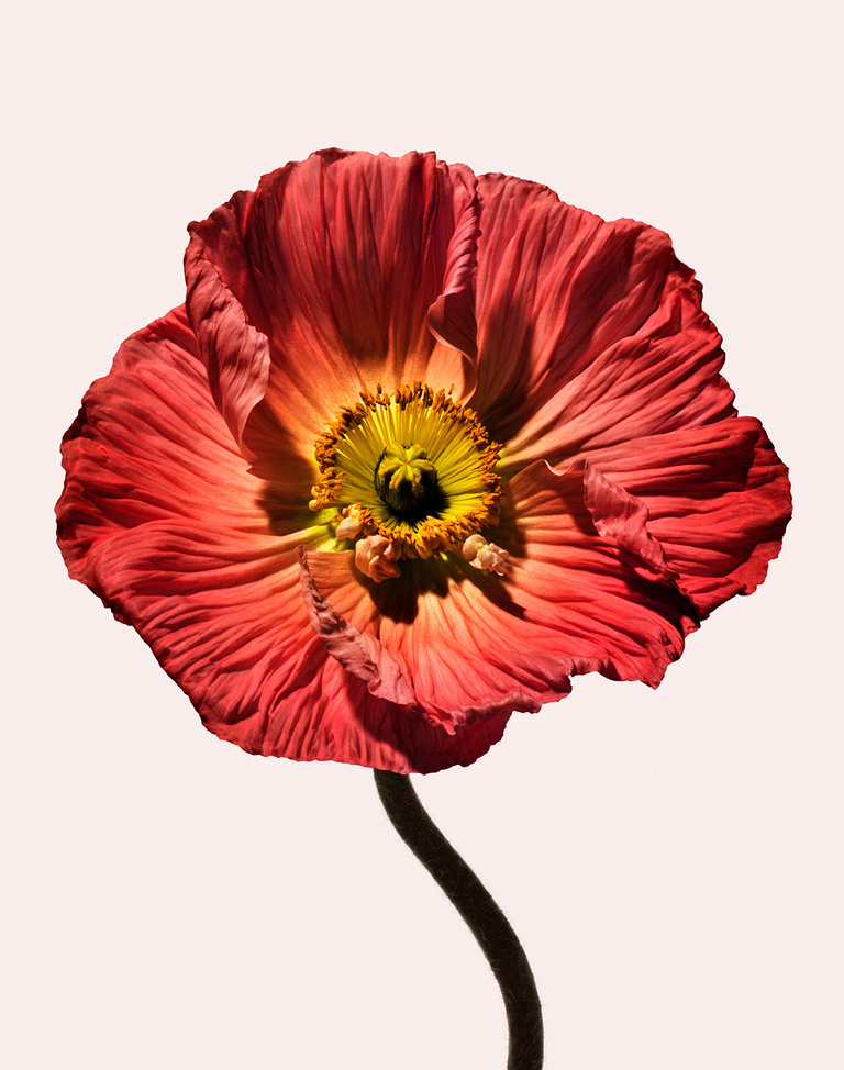 Complice -  FS_POPPYFLOWER.jpg